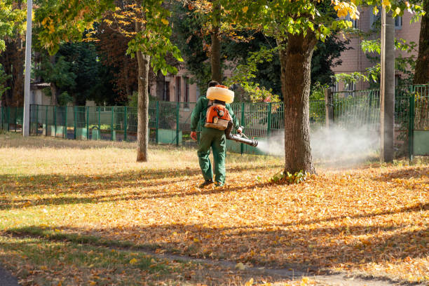 Best Flea Control Services  in Cedar Hill, TX