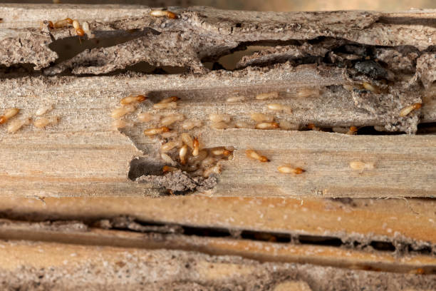 Best Termite Control Services  in Cedar Hill, TX