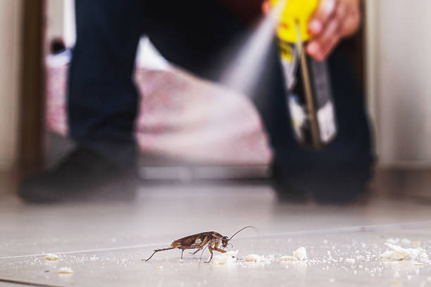 Best Local Pest Control Services  in Cedar Hill, TX