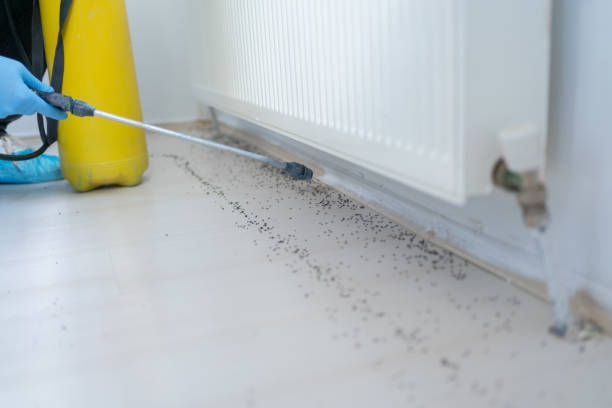 Best Local Pest Control Services  in Cedar Hill, TX