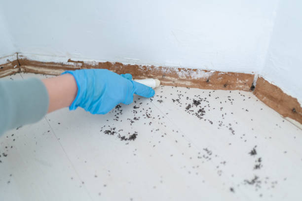 Best Best Pest Control Companies  in Cedar Hill, TX